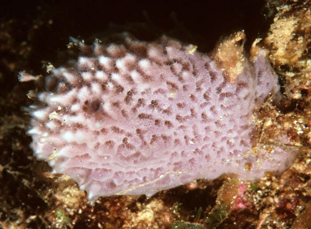 Haliclona gracilis